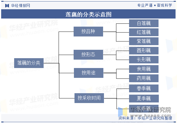 莲藕的分类示意图