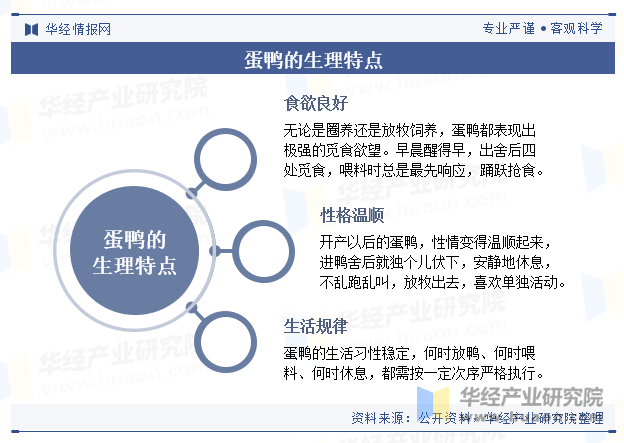 蛋鸭的生理特点