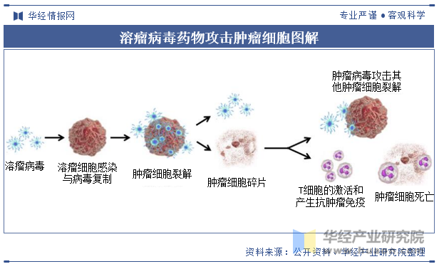 溶瘤病毒药物攻击肿瘤细胞图解