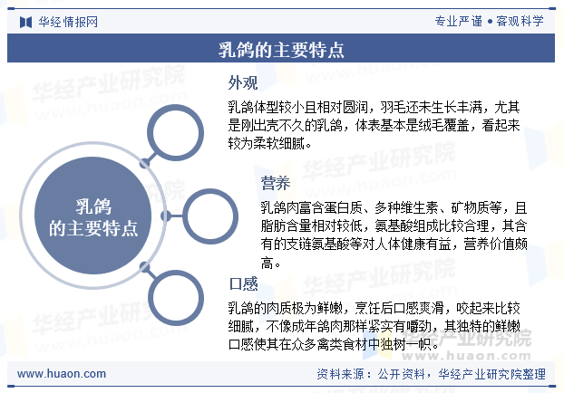 乳鸽的主要特点