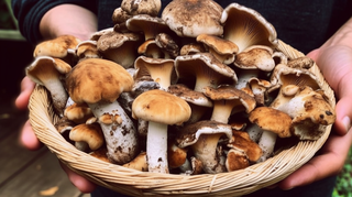 如何防范食用野生菌中毒？这些最致命