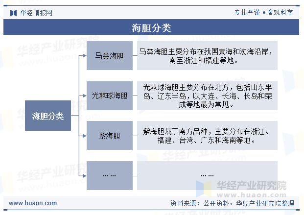 海胆分类