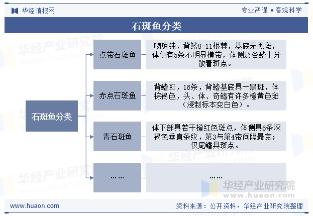 石斑鱼分类